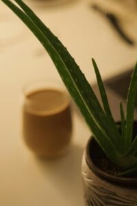 benefits of aloe vera cactus tea
