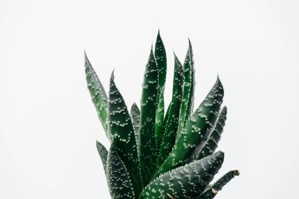 benefits of aloe vera cactus tea