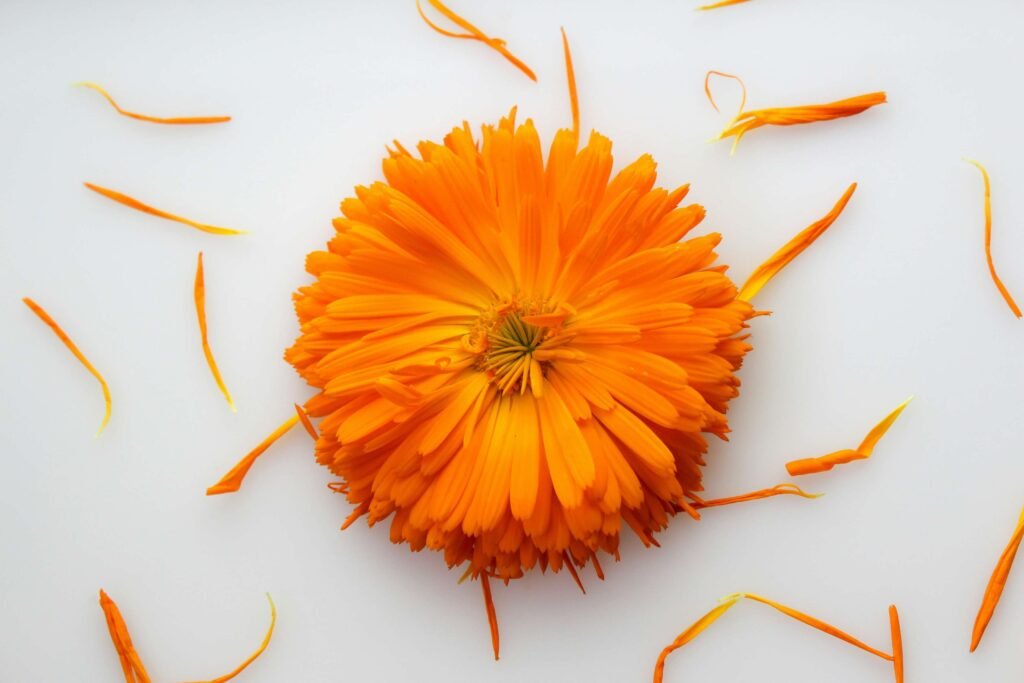 calendula uses
