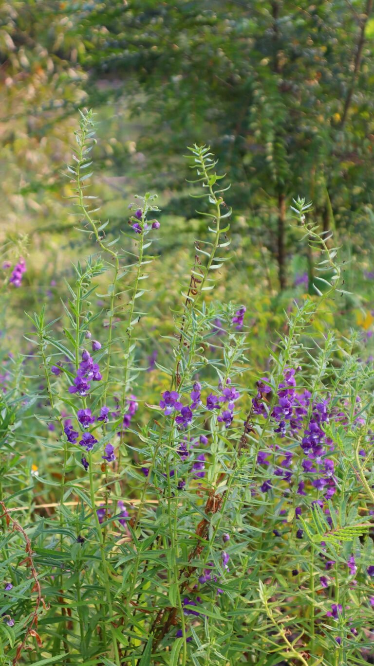 skullcap benefits for skin