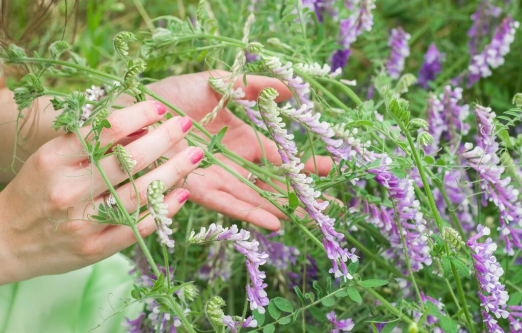 skullcap benefits for skin