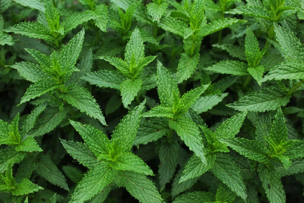 spearmint oil benefits